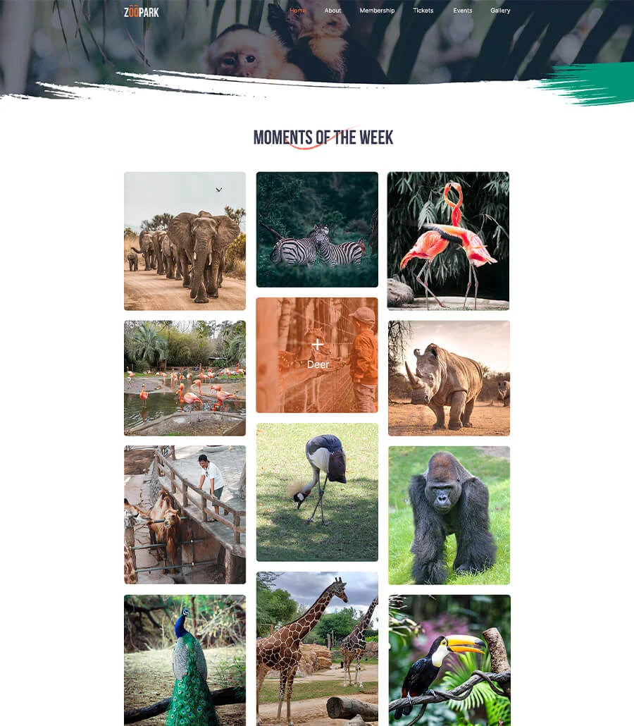 Zoo Park Gallery Page